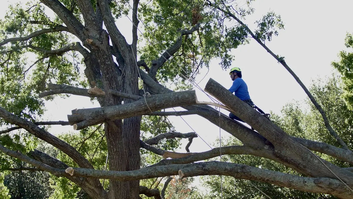 Professional Crown Thinning performed by certified arborists in Deale