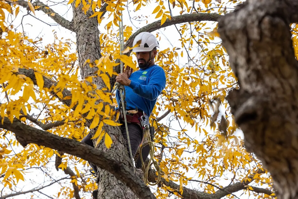 Skilled Tree Trimming crew working in Deale